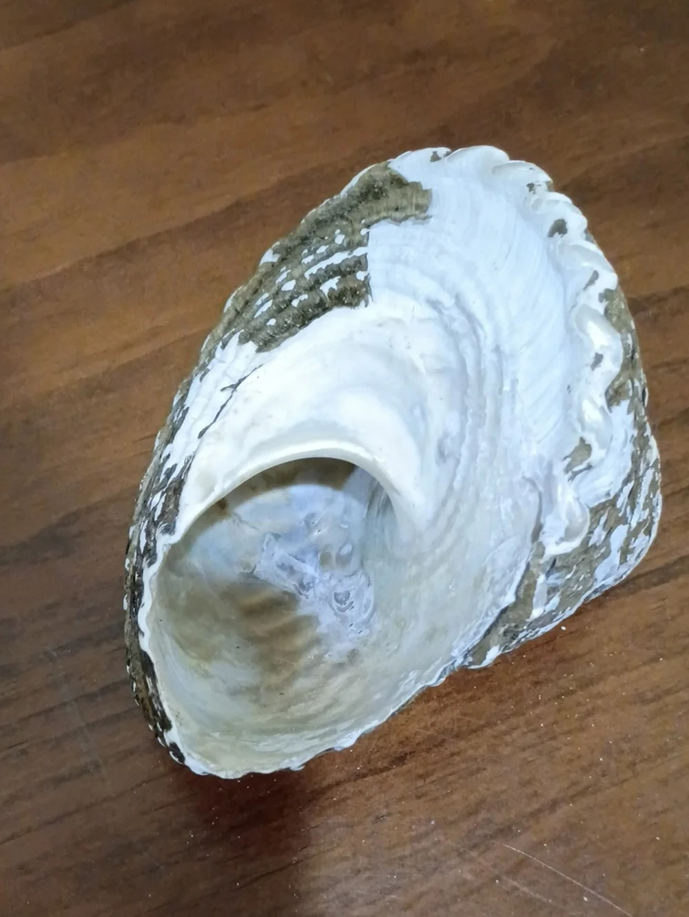 Conch Shells, Set Of 2 - Picture 9 of 10